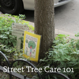 PRIVATE PROJECT: DOCK STREET MIDDLE SCHOOL STREET TREE CARE